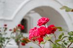 IMG_7785.jpg